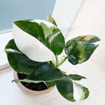 White Princess Philodendron Plant Live Indoor, 5-9" No Pot, Tropical House Plant for Indoor, 5-9" No Pot Home Décor Houseplants