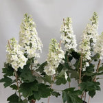 Hydrangea Plant Live Tree, Blooming Garden Bush Hardy Hydrangea Shrub, Oakleaf White Flowering Plant Indoor Outdoor Well-Rooted 5-9 Inc Tall, Stater Plant