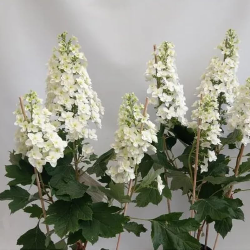 Hydrangea Plant Live Tree, Blooming Garden Bush Hardy Hydrangea Shrub, Oakleaf White Flowering Plant Indoor Outdoor Well-Rooted 5-9 Inc Tall, Stater Plant