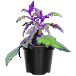 2 Purple Passion Plants Live, Gynura Aurantiaca Purple Velvet Passion Live Plants, 4-9 Inch Tall, Royal Velvet Plant Indoor