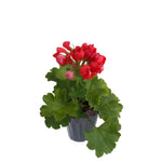 4 Geranium Plants Live from 5 Inc to 8 Inc Tall, Red Flower Plant
