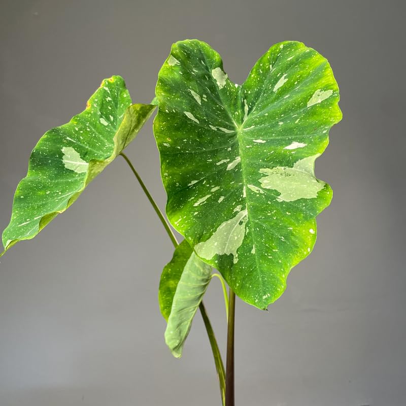 Colocasia Live Plant, 4-8'' Tall, Elephant Ear Plant, Esculenta Taro Alocasia Housplant, Indoor Outdoor Planting (Bicolor)