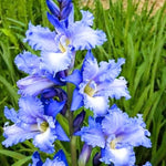 30 Blue Gladiolus Bulbs for Planting, Hardy Gladiolus Bulbs for Spring Planting, Large Bulb