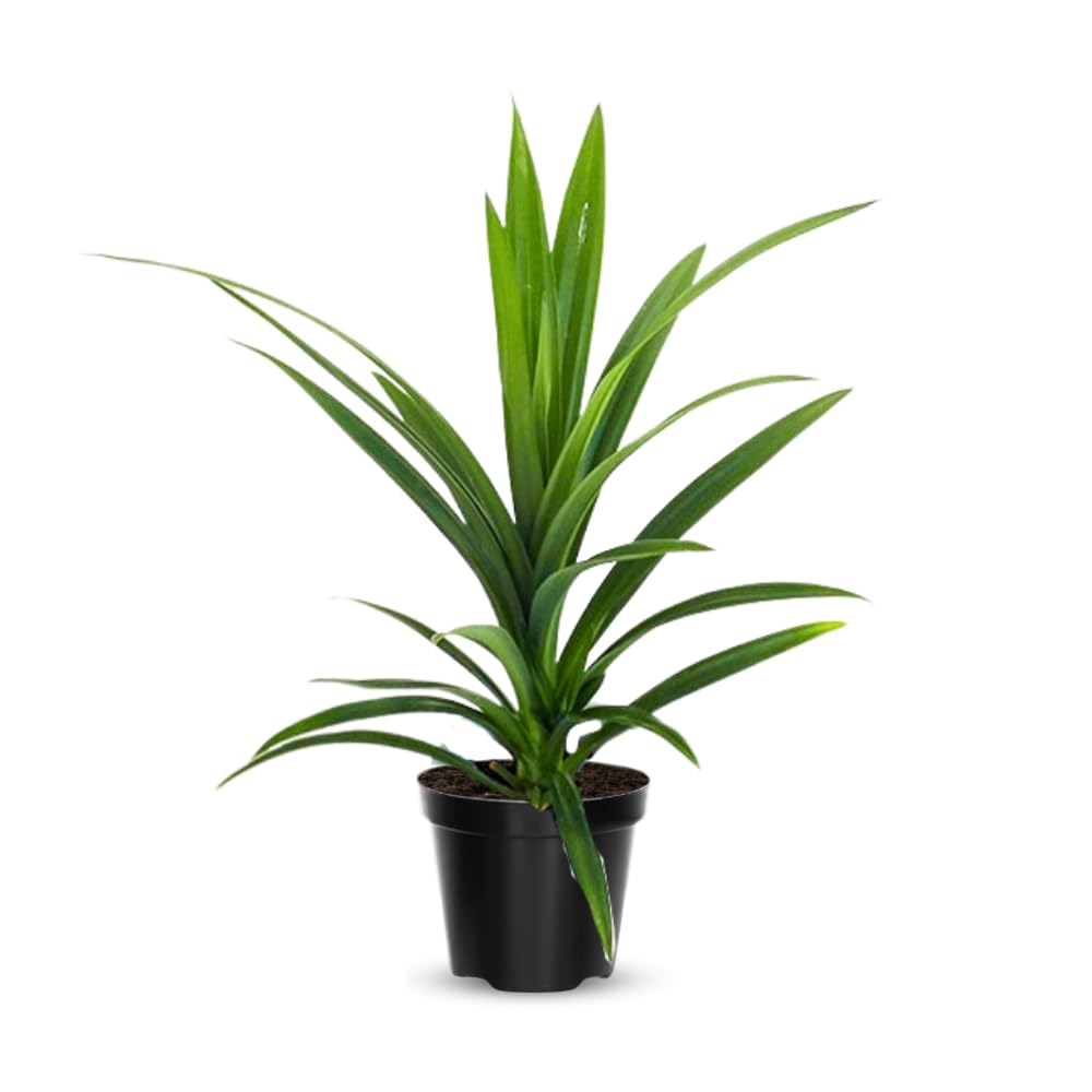 2 Pandanus Amaryllifolius Plants Indoor, Pandan Leaves Plant Herb, Pandan Plant Live Outdoor, 4 to 6 Inc Tall