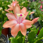 Orange Christmas Cactus Plants Live in 4 Inch Pot, Perennial Christmas Thanksgiving Cactus Plants Potted, Vibrant Flower Holiday Houseplant Indoors Outdoors