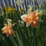 10 Daffodil Bulbs for Spring Planting, Mix Double Daffodils Bulbs for Planting, Flower Bulb