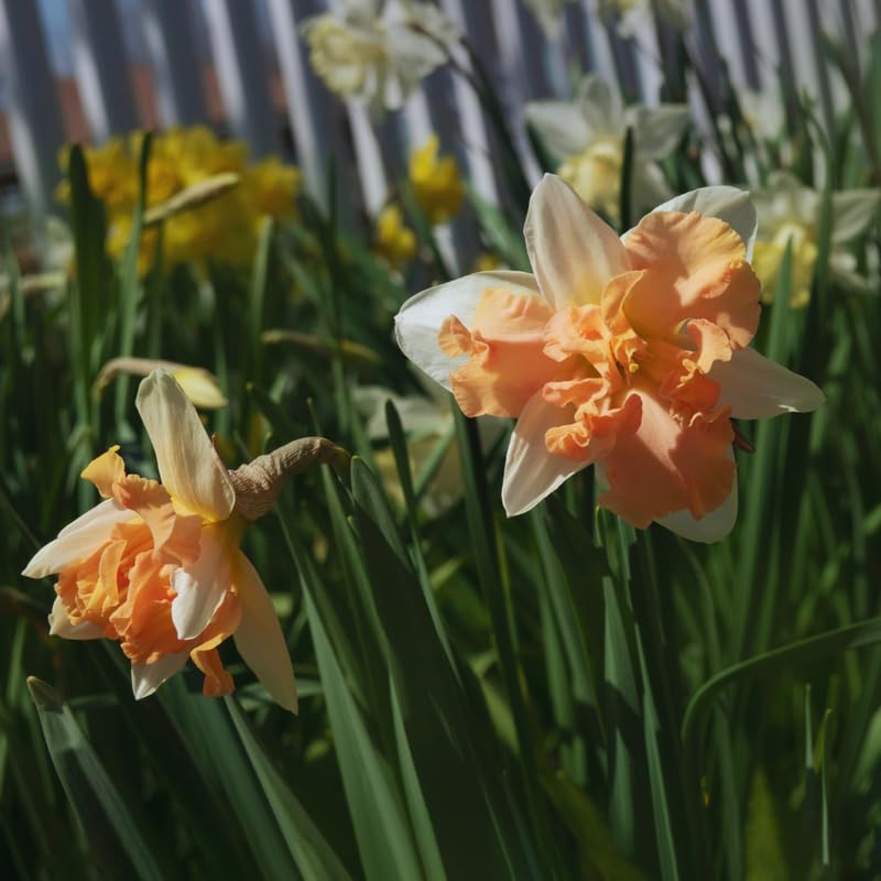 10 Daffodil Bulbs for Spring Planting, Mix Double Daffodils Bulbs for Planting, Flower Bulb