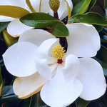 Southern Magnolia Plant Live, 8 to 11 Inches Tall, Magnolia Tree Live Plant for Gardening Shrub Plant Outdoors