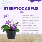 Streptocarpus Live Plant in 3.25" Pot, 5-8" False African Violet Ladyslipper Primose Plant for Spring Planting, Indoor Outdoor Home Décor (Blue White)