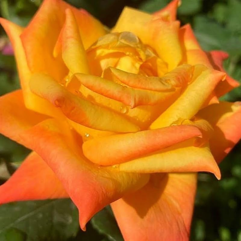 Rose Plant Live, Fragrant Heirloom Flower Bush, 5-10 Inch Tall, Grows as Climbing or Shrub for Outdoor Garden, No Pot (Gold Rose)