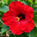3 Hardy Hibiscus Live Plants, Flowering Shrub, Red Blooms, 4-7"