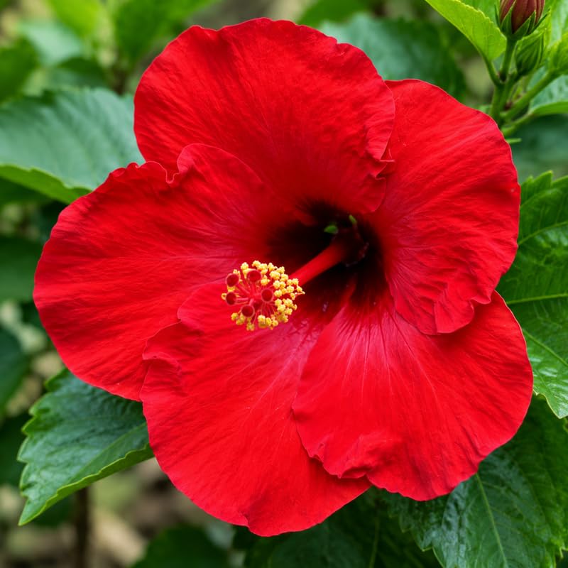 3 Hardy Hibiscus Live Plants, Flowering Shrub, Red Blooms, 4-7"