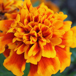 6 Marigold Plants Live, Gold Red Marigold Live Plants, Marigold Plant Pot, Live Marigold Plants, 3 to 7 Inc Long Well Rooted