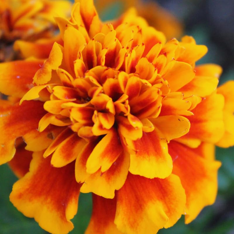 4 Gold Red Marigold Live Plants, Live Marigold Plants from 4 to 6 Inches in Height Marigold Starter Plant for Planting