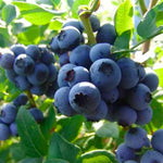 2 Southern Highbush Blueberry Plants Live for Outdoor Growing, Sharpblue Blueberry Trees Live Plants, Blueberries Bushes, Hardy and High Yield Seedlings, Starter 4 to 7", No Pot