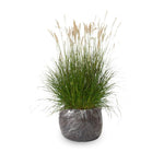 Ornamental Grass Seedlings Live Plant, Fully Rooted Pruned Back to 5 to 9 Inc in Tall Grasses Live Plants Perennial (Dwarf Miscanthus)