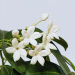 Jasmine Plant Live, White Jasmine Live Plant Between 5 and 7 Inc Tall Outdoor Planting Indoor