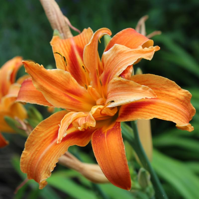 Set 10 Double Orange Daylily Bulbs for Planting, Hardy Perennial Lily Roots for Colorful Summer Blooms