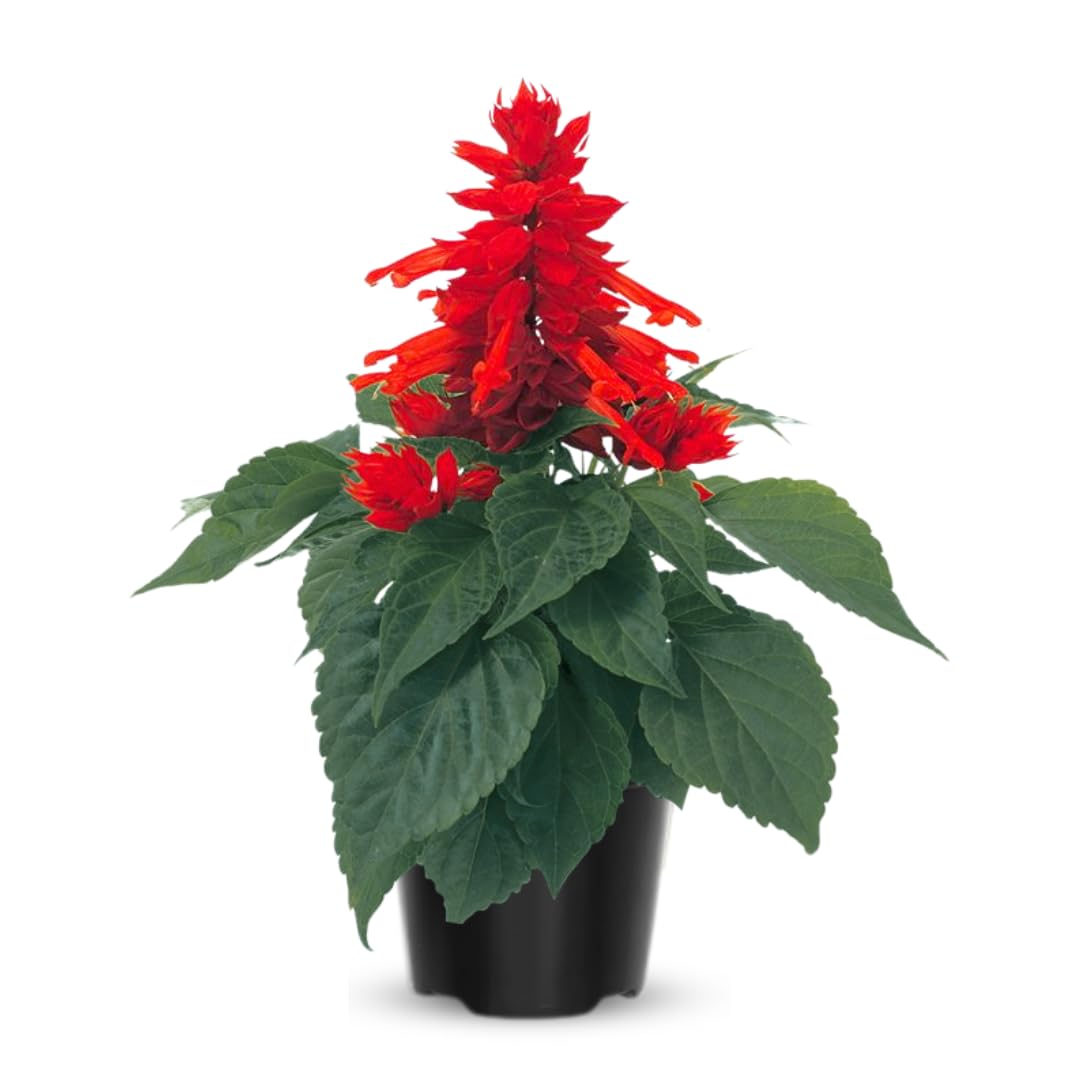 4 Fragrant Sage Salvia Live Plants, Planting in Spring Sage Plants Live, 5 to 10 Inches in Tall, Change Color (Red)