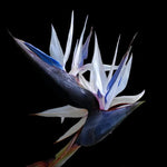 Blue White Bird of Paradise Live Plant, Vibrant Tropical Houseplant Flowers Strelitzia Reginae Size 5 to 9 Inc Tall, No Pot, Well-Rooted, Hardy
