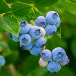 Blueberry Tree Live Plant for Planting, 5-10" Tall, Blueberry Plant Live, Sweet Blueberry Bush Live Plant (Northern Highbush Blueberry)