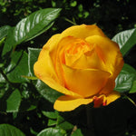 Tree Rose Live Plant 4 Inches Tall, Rose Bush Starter Plant, No Pot, Outdoor Garden Can Train As Climbing Roses (Sunrosa Yellow)