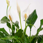 Peace Lily Live Plant, Indoor Flowering Plants 4-8 Inches, Office and Home Decoration - Green Peace Lily