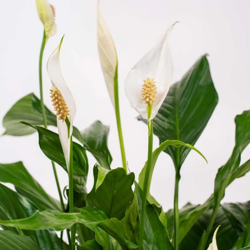 Peace Lily Live Plant, Indoor Flowering Plants 4-8 Inches, Office and Home Decoration - Green Peace Lily