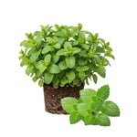 Big Clumps Peppermint Plants Live in Pot, Well-Rooted Herb for Home Gardens, Heirloom Mint Indoor Outdoor, Fresh Mints