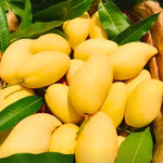 Carrie Mango Tree Live Plant Grafted, 14 to 18 Inches Tall in Pot, Ready to Bear Fruit in 1 Year, Sweet Mango Tree for Planting