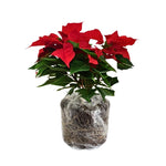 Dwarf Red Poinsettia Plant Live 4-8 Inches, Vibrant Poinsettia Flowers for Holiday, Live Indoor Houseplant, No Pot