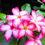 Light Pink Desert Rose Plant Live, 4-7" Tall, Adenium Obesum Well-Rooted Succulent for Indoor Outdoor Displays