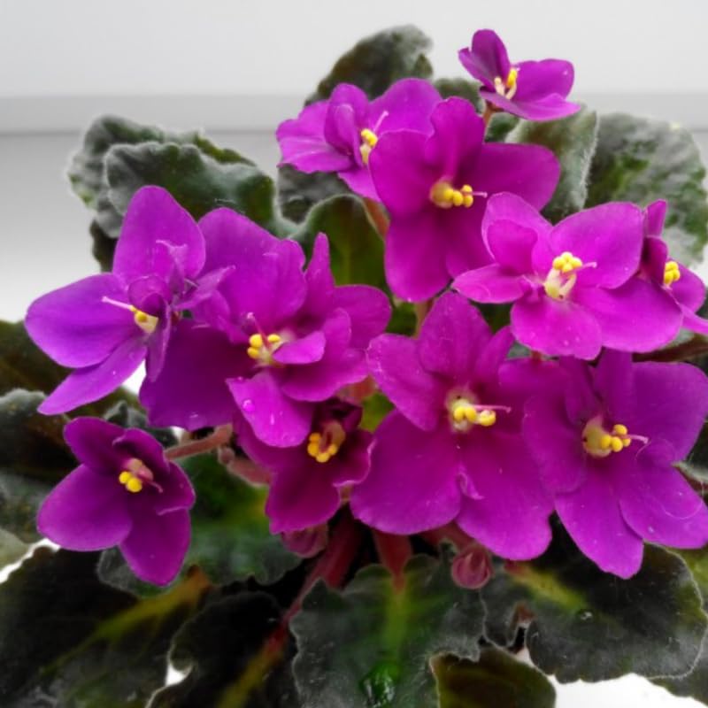 African Violet Live Plant in 4" Pot, Purple African Violets Plants Houseplant Well-Rooted, Indoor Outdoor Blooming, Holiday Flower Bush