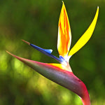 Sets 2 Yellow Bird of Paradise Plants Live, Striking Blue Yellow Blooms, 5 to 9 Inc Tall, No Pot, Tropical Houseplant, Exotic and Vibrant Color