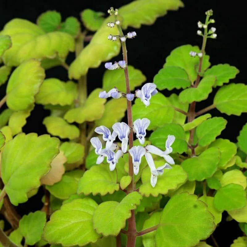 2 Plectranthus Swedish Ivy Plants Live to Grow, in 4 Inch Pots, Swedish Ivy Mint Starter Plants, 4-6" Tall (Green Swedish Ivy)