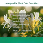 12 Yellow White Honeysuckle Cuttings, Lonicera Japonica Vine Plant Starter, Climbing Flowering Plant for Garden Trellis, 8-10 Inches Cuttings