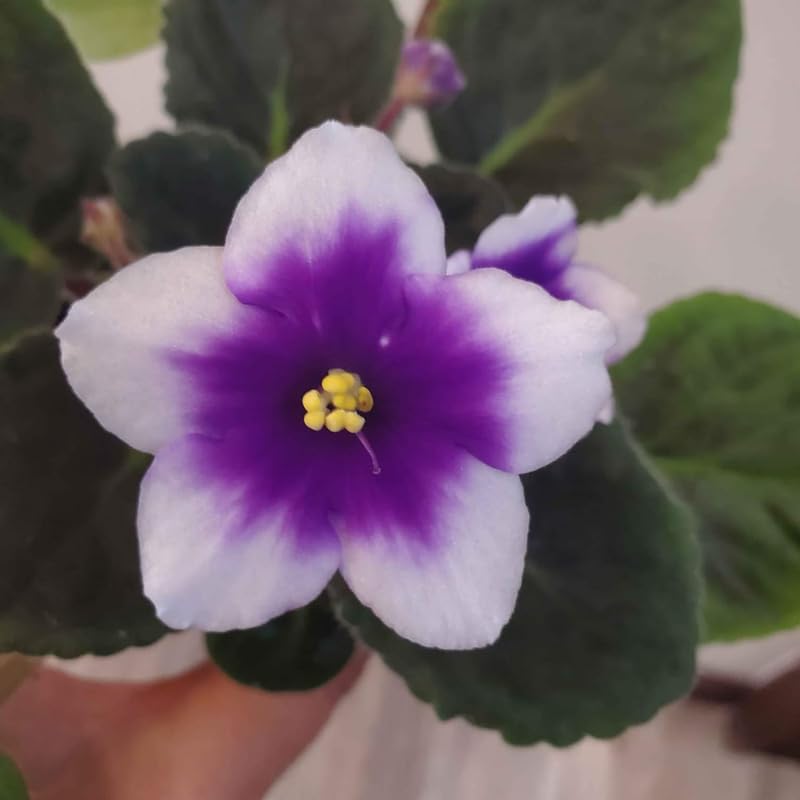 White Blue African Violet Live Plant, 4 Inch Pot African Violets Live Plant, Live Afican Violets Plants, Flowering African Violets Live Plants Indoor Garden, Perennial Live African Violet Plants