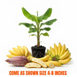 Dwarf Cavendish Banana Tree Live Plant, Edible Fruit, 4-6" Tall