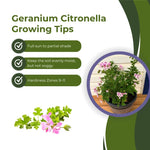 3 Citronella Plants Live 4-6 Inches, Fragrant Citronella Geranium Plants Well Rooted, Perennial Garden Plant