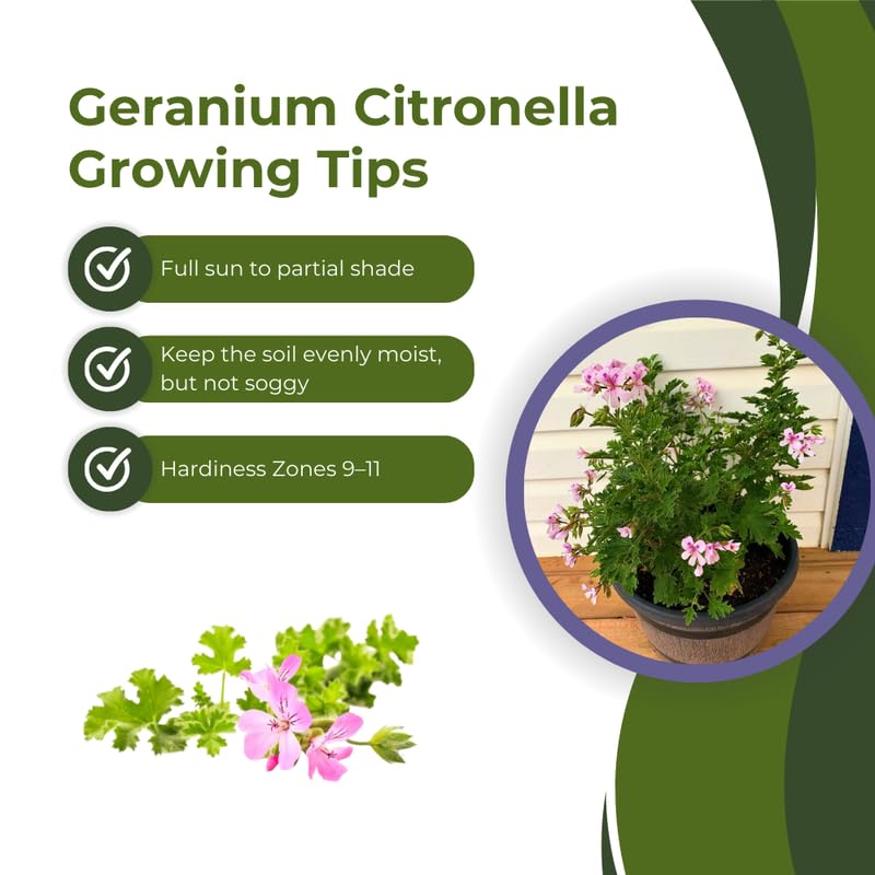 3 Citronella Plants Live 4-6 Inches, Fragrant Citronella Geranium Plants Well Rooted, Perennial Garden Plant