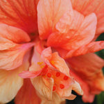 2 Double Orange Hibiscus Trees Live Plant, Hardy Hibiscus Plants Live, 5 to 7Inc, Hibiscus Shrub Gardening