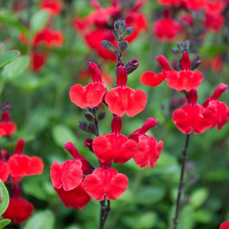 4 Fragrant Sage Salvia Live Plants, Planting in Spring Sage Plants Live, 5 to 10 Inches in Tall, Change Color (Red, Hot Lips Like)