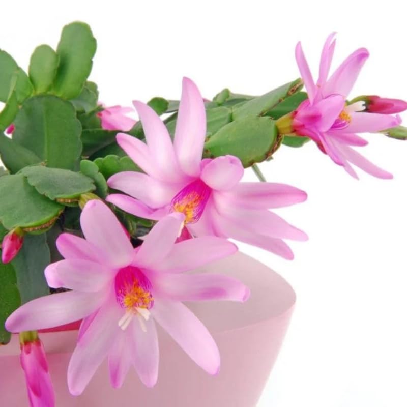 Light Pink Easter Cactus Plant, Live Easter Cactus Plant, 4 to 6 Inch Tall Light Pink Flower Plants, Spring Cactus Plants Live Indoor