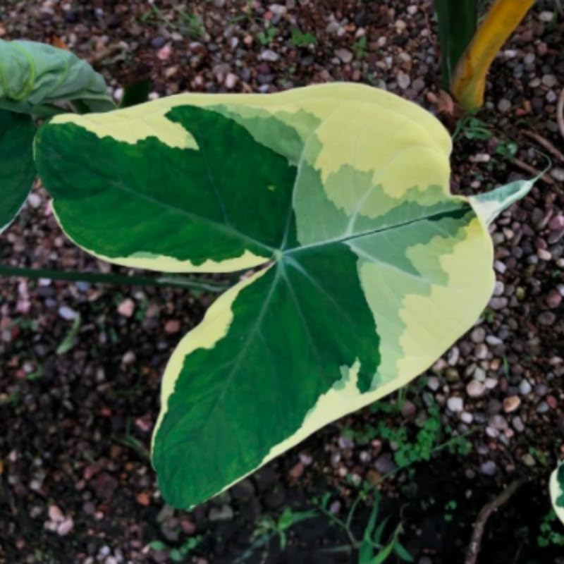 Elephant Ear Plants, Rare Colocasia Plant Live, Perennial Esculenta Taro Alocasia 4-8 Inch Tall, Indoor Outdoor Garden (Variegated White)