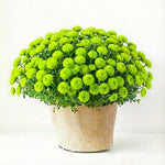 Green Chrysanthemum Plants Live Starter, Mums Plants Live for Spring Blooms, Outside Growing, Hardy and Fast-Growing, Size 4-8" in Tall
