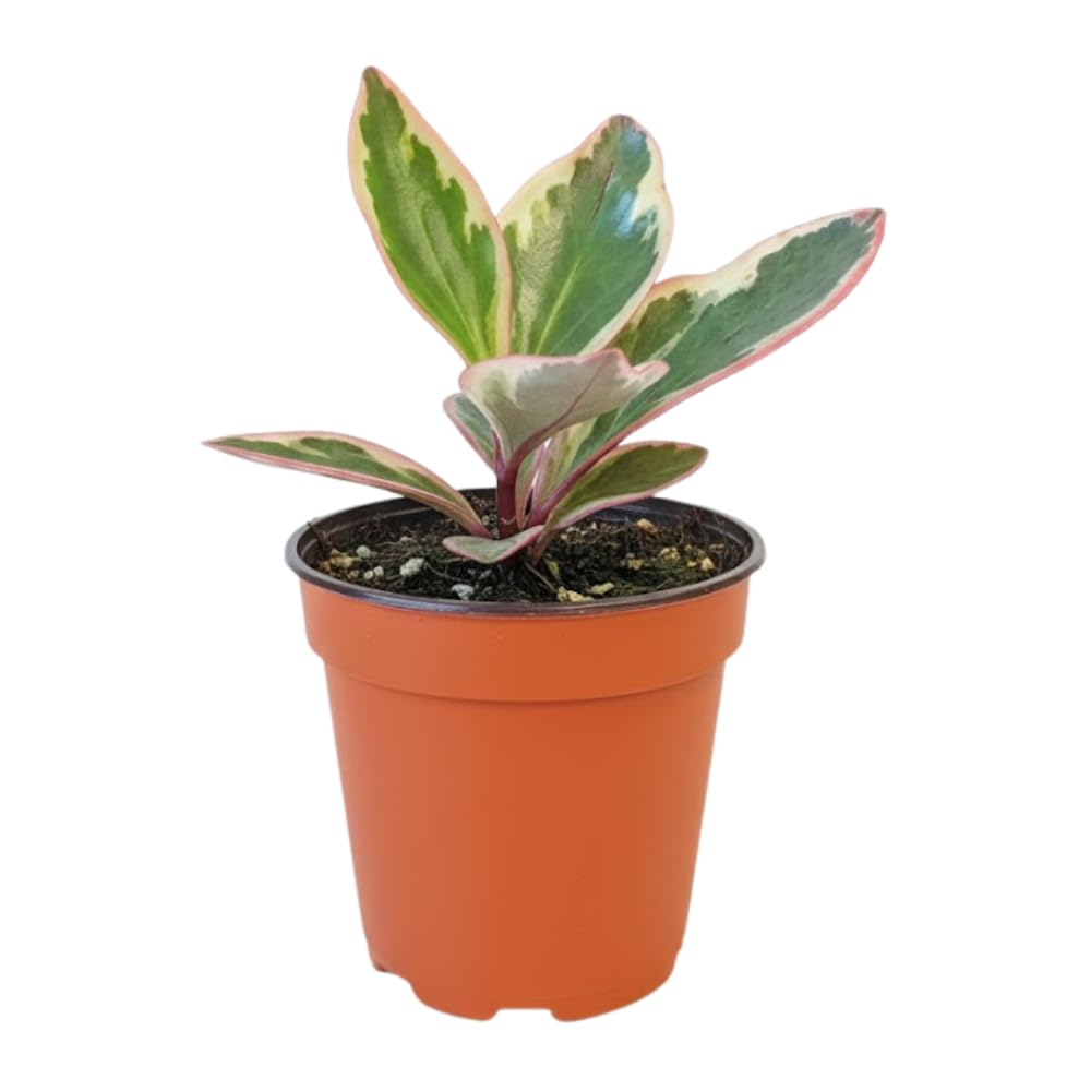Peperomia Plant Live, Peperomia Houseplant Live, Tricolor Foliage, 4 to 6 Inches Tall, Ideal for Home and Office Decoration