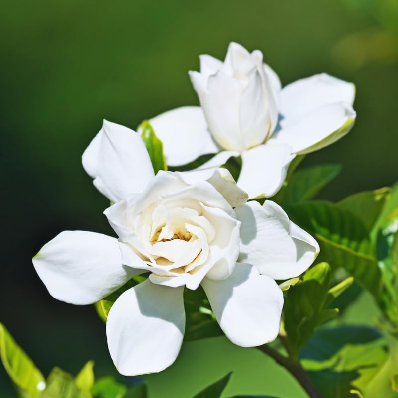 3 Gardenia Plants Live, Jasmine Plants Live Indoor, 5 to 7 Inc Tall, Frost Proof Gardenia Live Plant, Flowering Jasmine Plant