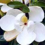02 Sweetbay Magnolia Trees Live Plants 2.5" Pot, 1 Year Old Well-Rooted Tree, Cold Hardy, Magnolia Shrub for Spring Planting, Fast-Growing