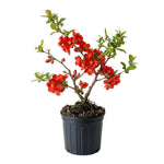 Red Flowering Quince Live Plant Shrub 5 Inch Pot, Chaenomeles Japonica for Yard Garden, Quince Flower Plant 6-8" Tall