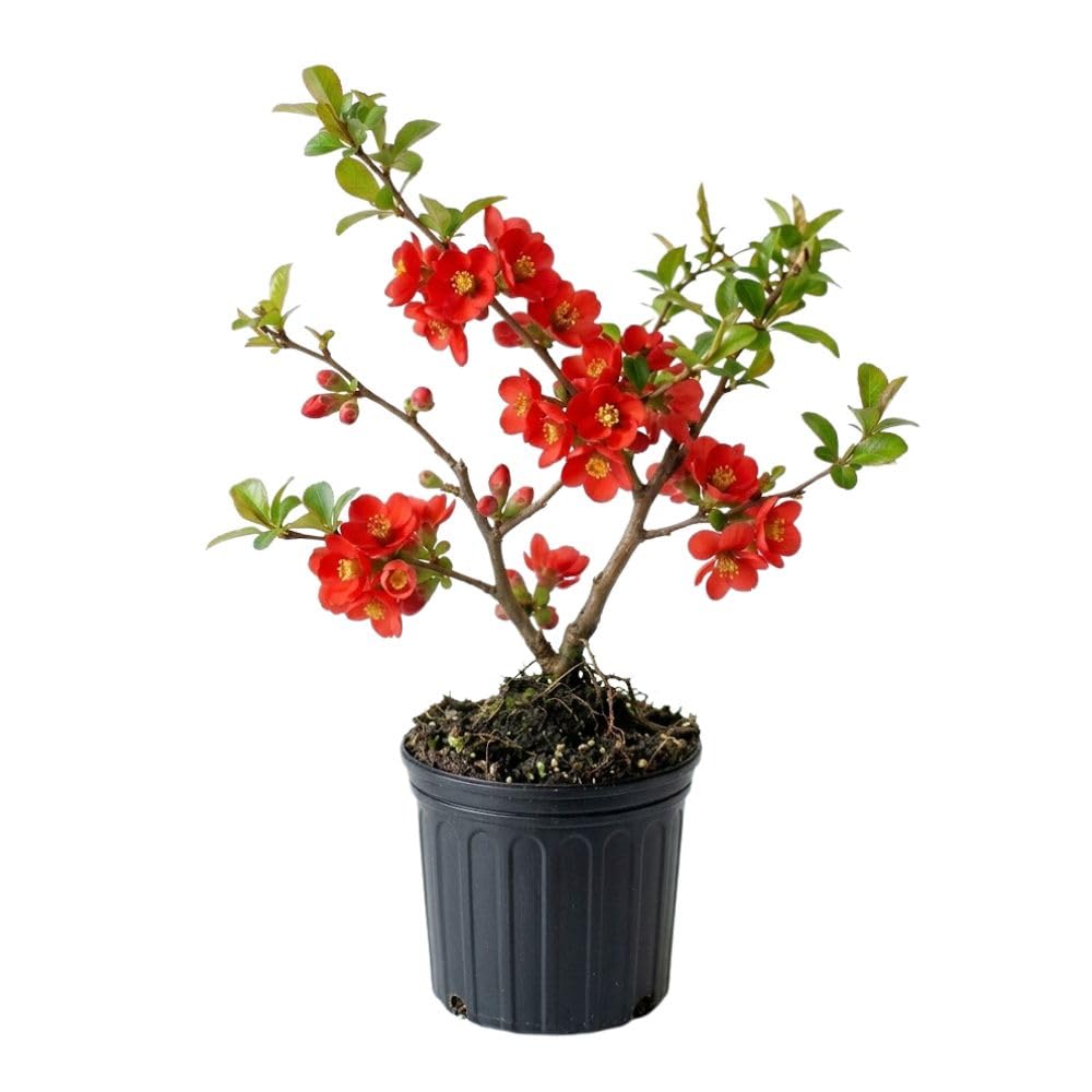 Red Flowering Quince Live Plant Shrub 5 Inch Pot, Chaenomeles Japonica for Yard Garden, Quince Flower Plant 6-8" Tall